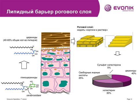 Липидные концентраты идентичные коже для улучшения функционирования ...