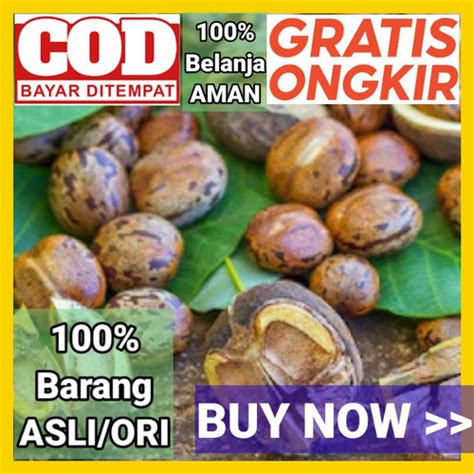 Jual Biji Karet Mainan Aduan Bibit Harga Satuan Per Biji Kab Lampung