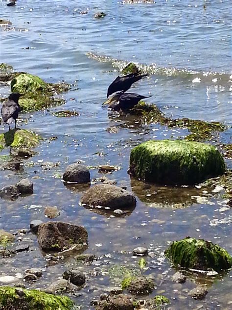 Scavenger Hunt Crow