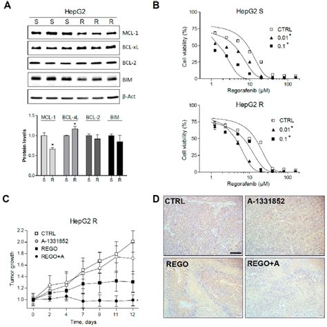 Regorafenib Resistant Hepg Cells Exhibiting Mrna Changes In Bcl Xl