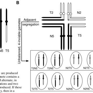 Meiotic Segregation Of Translocated Chromosomes A Homologous