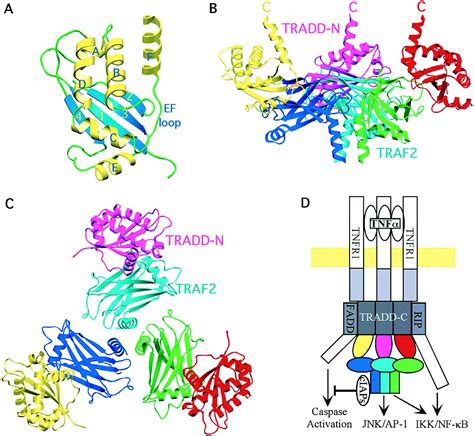 A Novel Mechanism Of TRAF Signaling Revealed By Structural And