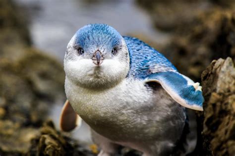 The Little Blue Penguin is the world’s smallest species of penguin. Ave ...