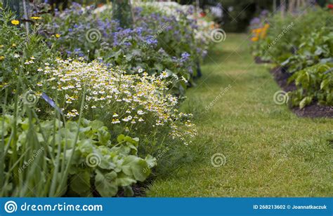 Vegetable Garden With Many Edible Plants Salad Leaves Like Lettuce