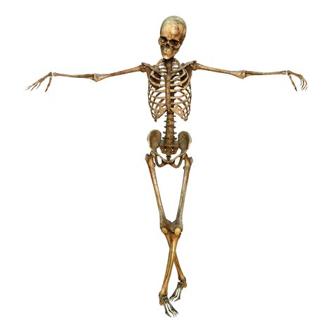 Human Skeleton Standing Walking Isolated Medical Png Transparent