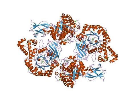 Glycoside hydrolase family 14 - Alchetron, the free social encyclopedia