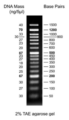 Dna Ladder Bp Ready To Use Dna Ladder Geneon Bioscience