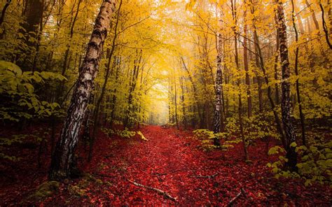 Hintergrundbilder Sonnenlicht B Ume Landschaft Wald Fallen