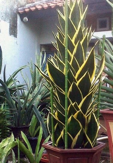 Jual Bibit Tanaman Hias Sansiviera Hahni Pagoda Trifasciata K Tanaman