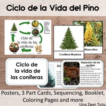 Ciclo de la Vida del Pino Coniferas En Español Christmas Montessori