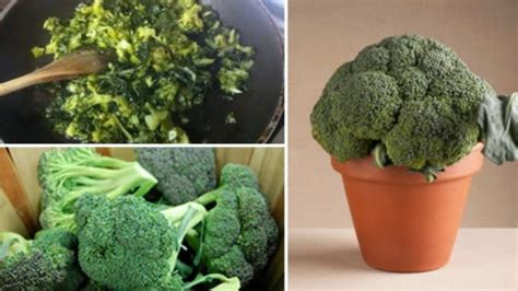 Cultivating Broccoli Bliss A Guide To Growing Potted Broccoli At Home