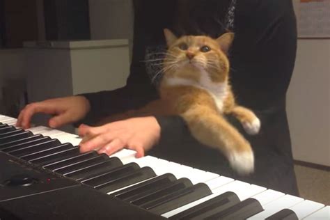 Cat Interrupts Piano Playing - Love Meow