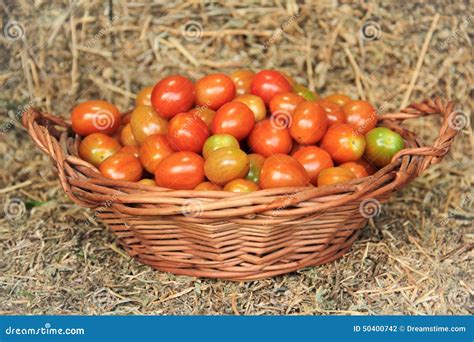 Cherry Tomatoes Stock Photo Image Of Bale Basket Organic 50400742