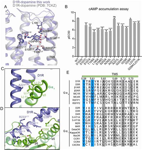 Dopamine Receptor Structure