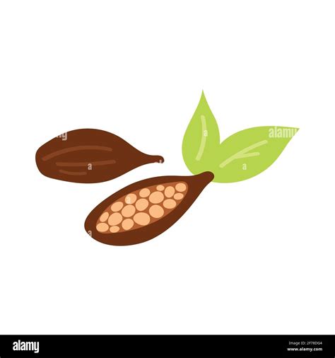 Cocoa beans illustration. Engraved style illustration. Chocolate cocoa ...