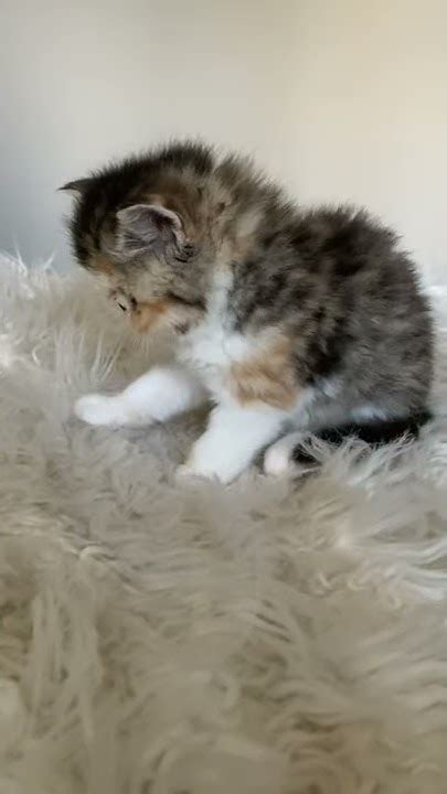 Exotic Shorthair Persian Brown Patched Tabby And White Available Now