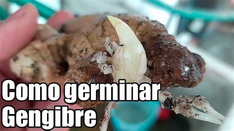 Como Germinar Gengibre Bananafabric Youtube