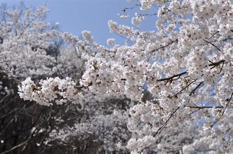 Bunga Sakura Cherry Blossom Foto Gratis Di Pixabay Pixabay