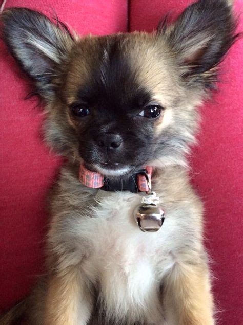 22 Pekingese and Chihuahua mixes ideas | pekingese, chihuahua mix, chihuahua