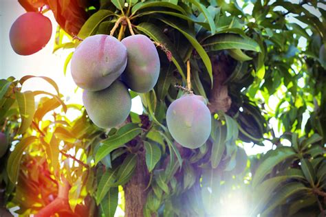 5 árvores frutíferas para fazer um pomar urbano