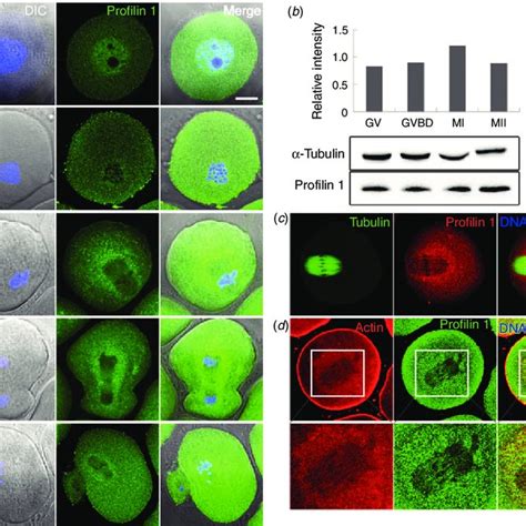 Regulatory Mechanism Of Action Of Profilin In Mouse Oocytes A