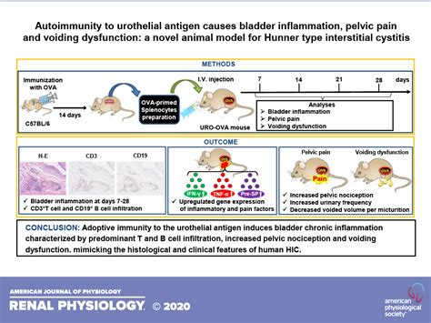 What Causes Bladder Inflammation In Dogs