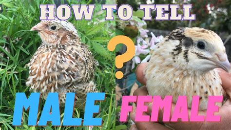 How To Tell The Difference Between Male And Female Quail And Budgie Name Reveal Youtube