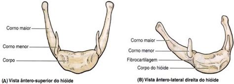 Osso Hioide Anatomia Função E Onde Fica Curiosidades