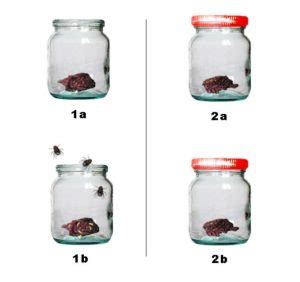 The Theory of Biogenesis | Spallanzani’s and Pasteur’s Experiment