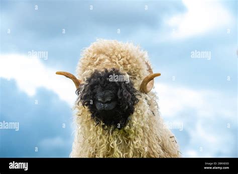 Ram Lamb Hi Res Stock Photography And Images Alamy