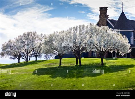 Beautiful Flowering Bradford Pear Trees In Springtime In Texas Stock