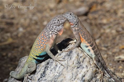 Chihuahuan Greater Earless Lizard Cophosaurus Texanus Sci Flickr