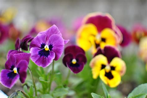 Heartsease Free Photo Download | FreeImages