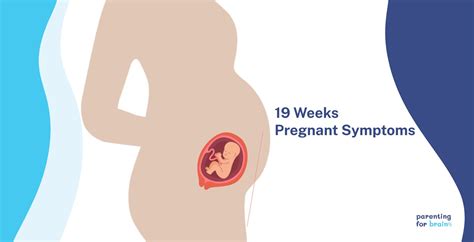 19 Weeks Pregnant Symptoms Week 19 Of Pregnancy And Prenatal Care