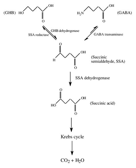 Metabolic Pathway Of Ghb And Gaba Download Scientific Diagram