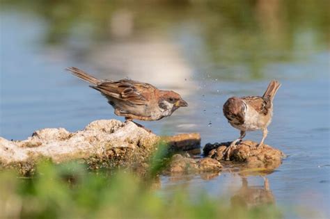 Gorrión de árbol euroasiático passer montanus toledo málaga Foto