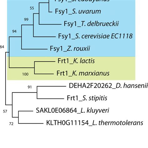 Phylogenetic Relationship Of Fsy Frt In The Saccharomycetaceae A