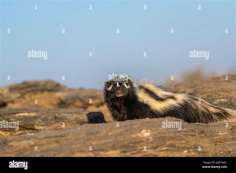 Striped Polecat Or African Polecat Ictonyx Striatus Captive Private