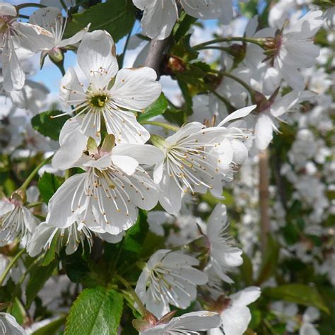 Prunus Cerasus Kelleriis Find Haveplanter