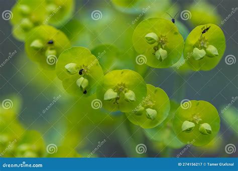 Spuro De Madera Euphorbia Amygdaloides Imagen De Archivo Imagen De