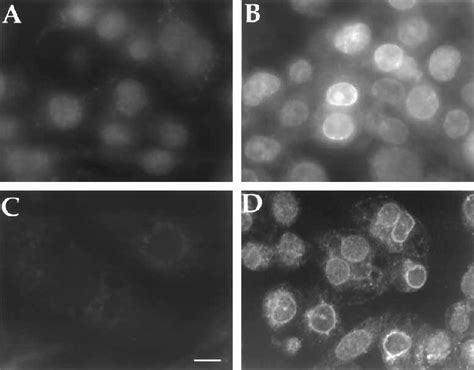 Indirect immunofluorescence microscopy of control and FC-loaded ...