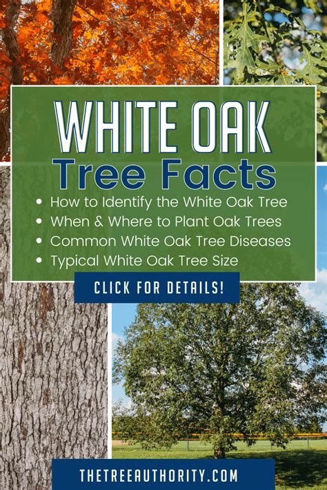 White Oak Tree Facts Quercus Alba The Tree Authority