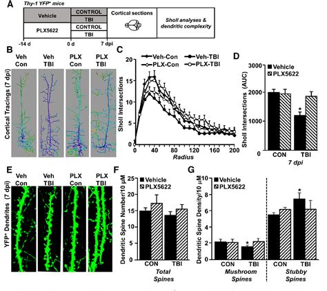 Figure From Traumatic Brain Injury Causes Chronic Cortical