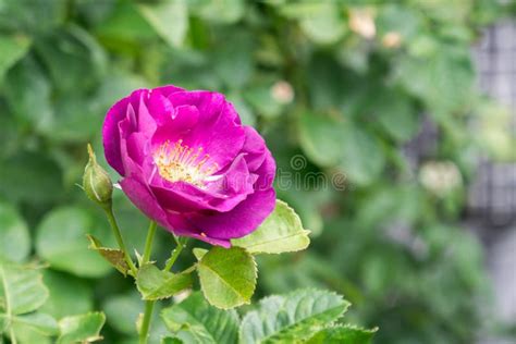 Purple Rose Stock Image Image Of Floral Romantic Nature 42288783