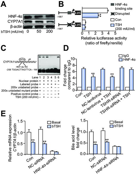 Hnf A Is Essential For Tsh Mediated Regulation Of Cyp A A