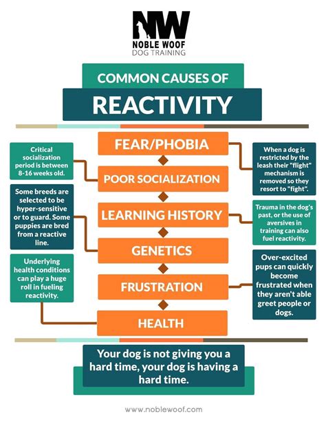 Why Are Dogs Reactive To Other Dogs