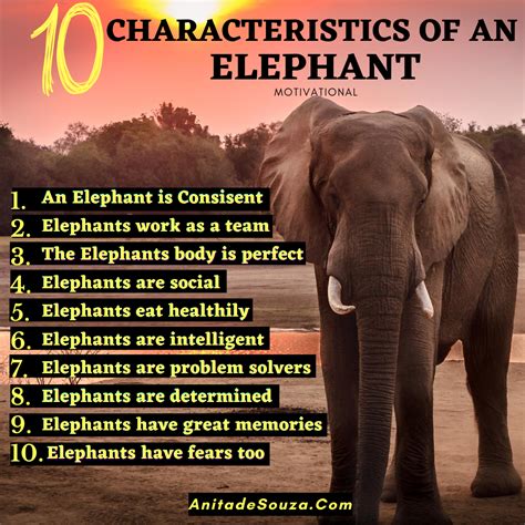 The characteristics of an Elephant #Elephant #motivational #Leadership ...