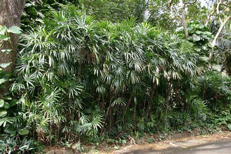 Indoor Lady Palm