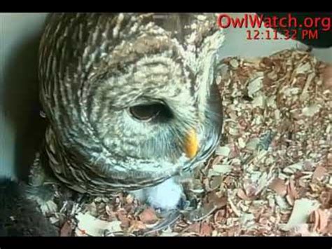 Owlwatch Barred Owls Feisty Owlet Youtube