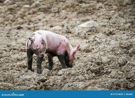 Little Pig In The Mud Stock Photo Image Of Looking People 31514626